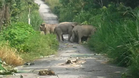 ช้างป่าทำสวนผลไม้เสียหาย ชาวบ้าน หวั่นอันตราย ย้ายด่วน 10หลังคาเรือน