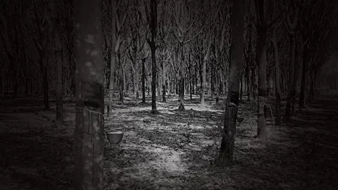 อีโอดี รุดกู้ระเบิด M67 ฝังดินกลางสวนยางเมืองคอน-พัทลุงจับอาวุธสงคราม