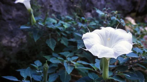 โจรจีนบุกกรุงปารีสใช้ยา “ลมหายใจปีศาจ” ทำเหยื่อไม่มีสติก่อนปลดทรัพย์