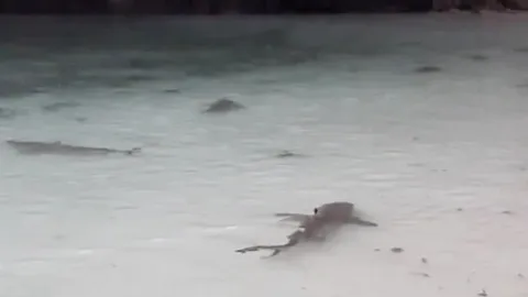 ฝูงฉลามหูดำนับสิบ ว่ายหากินทะเลกระบี่