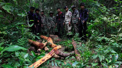 สนธิกำลังยึดไม้พะยูง ถูกโค่นในป่าศรีสะเกษ เตรียมส่งขายนายทุน