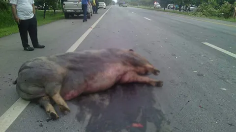 ตายแล้ว‘บุญทิ้ง’หมูป่ากำพร้า! น่าสงสาร วิ่งขึ้นถนน รถชนดับ  