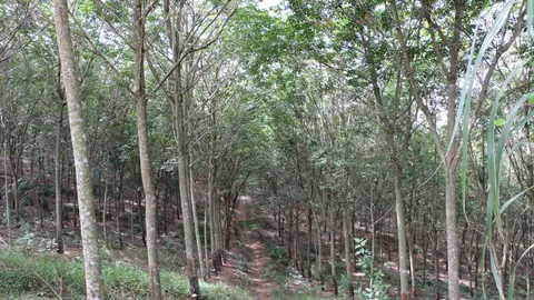 ยึดสวนยางรุกป่าด่านซ้าย200ไร่