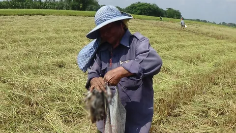 ชาวนาอ่างทองขาย 'หนูนา' สร้างรายได้กก.ละ 200 บาท