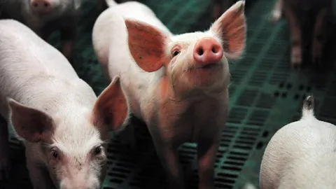 วัคซีนตอนหมู ได้ทั้งตัวผู้ตัวเมีย