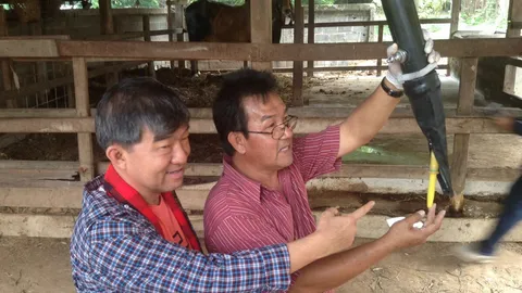 ใช้ตัวผู้ล่อ! ฟาร์มวัวอุบลฯ รีดน้ำเชื้อพ่อพันธุ์ฮินดูบราซิล ชี้ได้อสุจิเยอะ