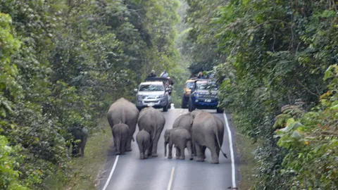 ไขปริศนาคลิปช้างหมู่มุงบิ๊กไบค์ 10 ข้อรู้จัก ป้องกัน 'ช้างป่าชาร์จ' ใส่ ฉบับ 'หมอล็อต' 