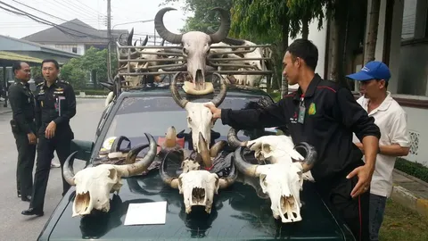 เห็นทหาร-ตร.วิ่งหนี! หนุ่มเร่ขายซากสัตว์สงวน เชื่อทำเป็นขบวนการใหญ่