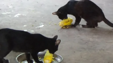 อมยิ้มกับเหมียว! กู้ภัยช่วยแมวน้อย-พ่อค้าเลี้ยงเหล่าบริวาร ด้วยข้าวโพดต้ม 