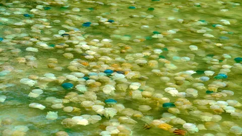 อลังการ! แมงกะพรุนถ้วยนับแสน ลอยแน่นทะเลตราด