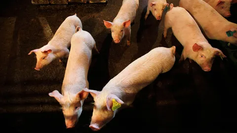 เตรียมย้ายตับหมู มาใช้เป็นของคน