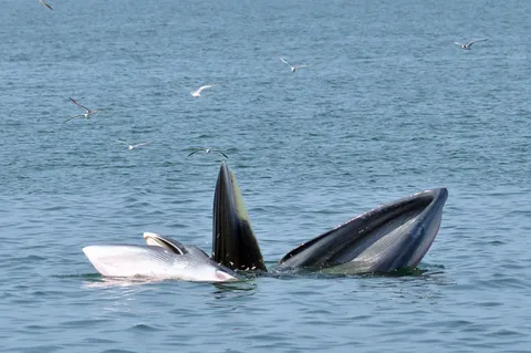 นักท่องเที่ยวเห็นกับตา 'วาฬบรูด้า' แหวกว่ายทะเลหาดเจ้าสำราญ