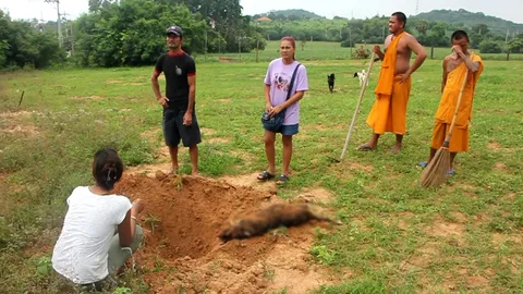 มัคนายกร่ำไห้ ขุดซากศพสุนัขร้องสื่อ คนใจบาปวางยาเบื่อ ตายเกือบ 20 ตัว