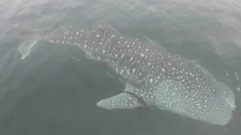 ฝูงฉลามวาฬโผล่เล่นน้ำ ทะเลกระบี่-พังงา นทท.ตามถ่ายรูปคึกคัก