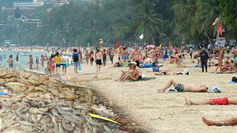 จ.ภูเก็ต เชิญ นทท. ร่วมงานเทศกาลอาหารทะเลป่าตอง 1-3 พ.ย.นี้