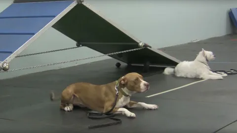 ฝึกน้องหมาเอา เบียร์มาให้นายกิน