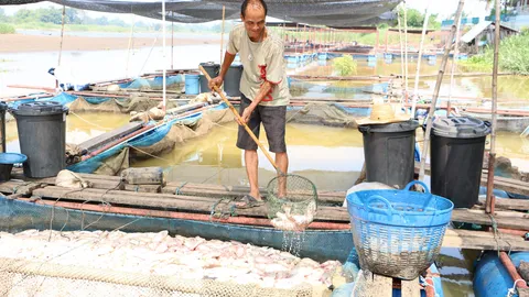 เตรียมถังใหญ่ๆ ไว้เลย! ปีหน้าแล้งแน่ น้ำปิงลดฮวบ ปลากระชังตายเกลี้ยง