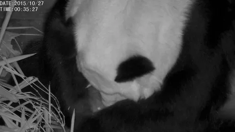 แฟนคลับลุ้นแฝด-ไม่แฝด หลินฮุ่ยฮอร์โมนฯลด เตรียมพร้อมตกลูก