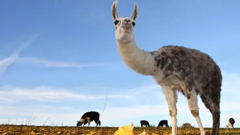  โบลิเวียได้ที! แนะให้ลองหันมากินเนื้อลามา แทนเนื้อแดงแปรรูป