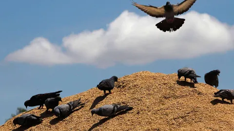 ผู้ส่งออกข้าวทุ่ม50ล้าน ซื้อหอมมะลิ1แสนตัน รอขายหวังดันราคา