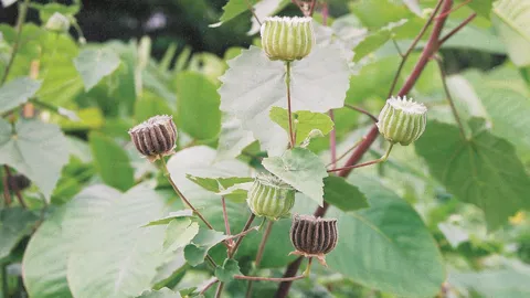 “มะก่องข้าว” กับสูตรแก้ปวดกระดูก