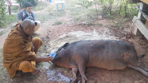 วอนช่วย 'เจ้าอูด' หมูป่าแสนรู้ หนัก 200 กก. ล้มป่วย แขนขาอ่อนแรง
