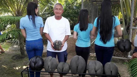 เหมือนกันเป๊ะ! ผอ.สวนนงนุชปอก 'มะพร้าวทะเล' เทียบบั้นท้าย พนง.สาวโชว์