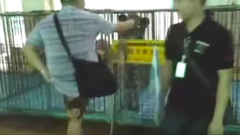 ด่าขรม! คลิปประจานหนุ่มจีนนิสัยแย่ โดดถีบกรงลูกเสือ หัวเราะร่าชอบใจ