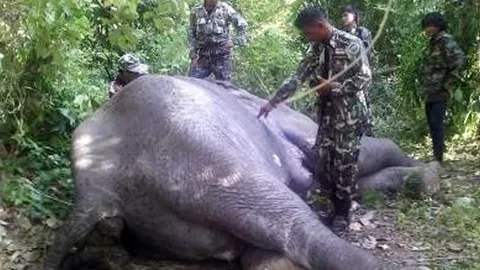 ช้างป่าไทรโยค อายุ 30 ปี ล้มกลางป่า เหตุติดเชื้อรุนแรง-ป่วยหัวใจโต