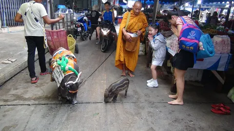 'มารวย' หมูแสนรู้ ออกบิณฑบาตร่วมพระสงฆ์ ที่ระยอง 