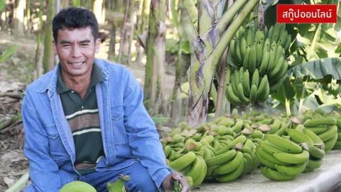 ไขประโยชน์ 'กล้วยหอมทอง' สหกรณ์ฯ ท่ายาง สบช่องลุยตลาด