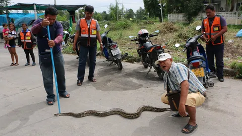 ผงะ! หัวงูหลามโผล่จากใต้พื้นบ้าน เรียกกู้ภัยทุบปูน - จับคืนสู่ป่า