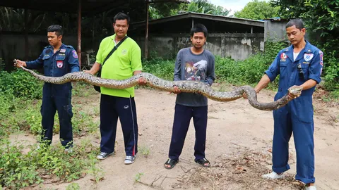 ผวา! งูหลามยักษ์เลื้อยเขมือบหมา-ไก่ ร้องกู้ภัยช่วยจับ