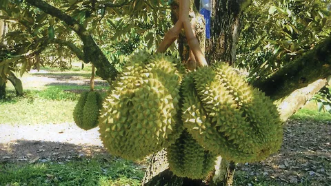 “ทุเรียนหมอนเขียว” กับที่มาพันธุ์เนื้ออร่อยราคาดี