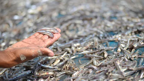 สารหนูในปลาจิ้งจั้ง