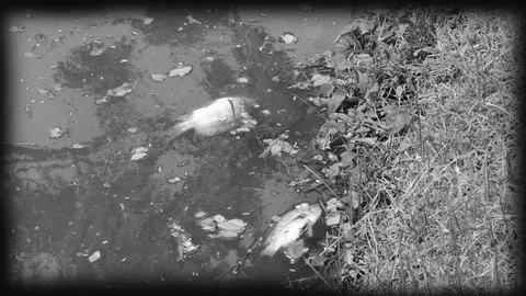 คนสุพรรณ จี้สอบ!! ปลาตายเกลื่อนเหม็นเน่า คาดคนมักง่ายวางยาเบื่อ