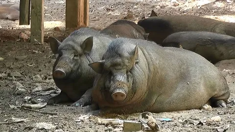 พระเลี้ยงไม่ไหว! ประกาศยกให้ ‘หมูป่า’ จากคู่เดียวแพร่พันธุ์เต็มวัด 