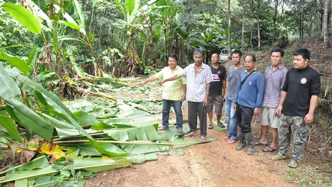 เร่งดันโขลงช้างกลับป่าใหญ่ หลังลงกินพืชไร่ชาวบ้านชุมพรเสียหาย