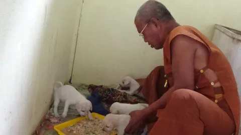 คนใจร้ายวางยาฆ่าแม่หมา! หลวงพ่อวัดที่อ่างทอง รับภาระเลี้ยงกว่า100ตัว 