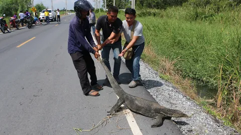 จยย.ชนเห้...ผัวเมียเจ็บ! ตัวใหญ่ยาว 2 เมตร ขึ้นมาผึ่งแดด ชี้มีเยอะมาก