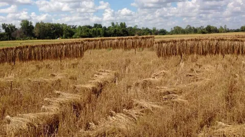 ฝนหลงฤดูถล่มอุบลฯ ทำข้าวชื้น ชาวนาเร่งเกี่ยวตากแดด หวั่นราคาตก
