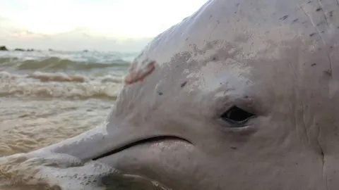 ตายอีก! ซากโลมาสีชมพูเกยตื้นชายหาดขนอม ตัวที่ 3 รอบ 14 วัน