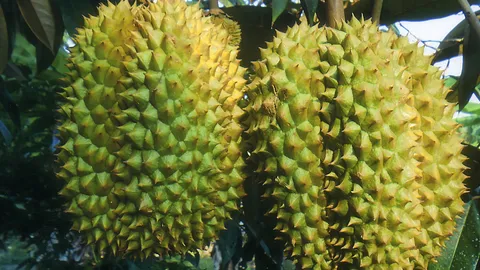 “ทุเรียนหลินกับหลงลับแล” ของดีอุตรดิตถ์