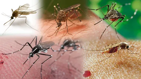 ดูกันหน้าชัดๆ! เจาะ 5 ยุง 'มัจจุราชร้าย' แดร็กคูล่า คร่าชีวิตคนที่คุณรัก!