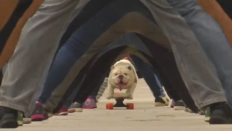 ทึ่ง! เจ้าตูบทำสถิติโลก เล่นสเกตบอร์ดลอดหว่างขา 30 คน (ชมคลิป)