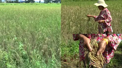 ชาวนาพะเยา โอด โรคไหม้ข้าวระบาด ต.ท่าจำปี นาเสียหายนับพันไร่