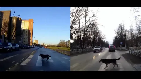 น่ารัก! รวมคลิปเจ้าตูบแสนรู้ เดินข้ามทางม้าลายเอง