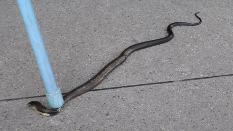 ตัวเล็กแต่พิษร้าย งูเห่าดอกจัน!! เข้าบ้านขู่ฟ่อ หวิดโดนฝังเขี้ยว  