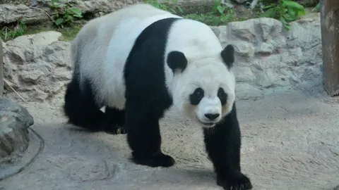 แฟนคลับเศร้า! หลินฮุ่ยแท้งแล้ว หลังอุ้มท้องนาน 148 วัน