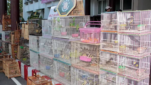 ทส.บุกค้นตลาดศรีสมรัตน์ย่านจตุจักร ยึดนกสัตว์ป่าคุ้มครอง 329 ตัว